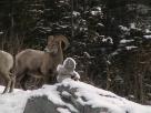 Kyle Pickering and Bobby McDowell walking across Canada