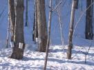 Kyle Pickering and Bobby McDowell walking across Canada